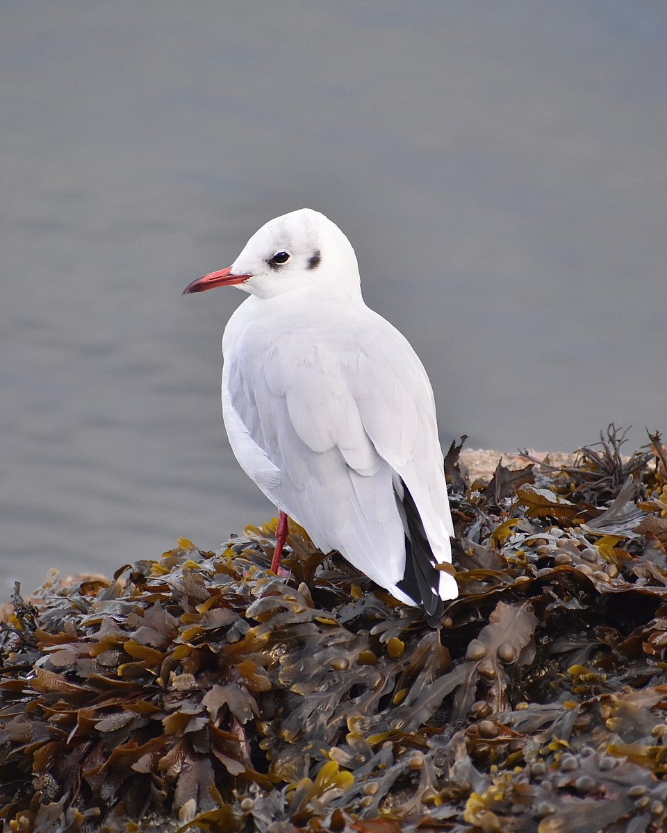 BirdsBirdsBird7's tweet photo. Black-headed Gull during a recent trip to Brixham, Devon, UK #birds #birdphotography #birdwatching #TwitterNatureCommunity https://t.co/giALMtrtss