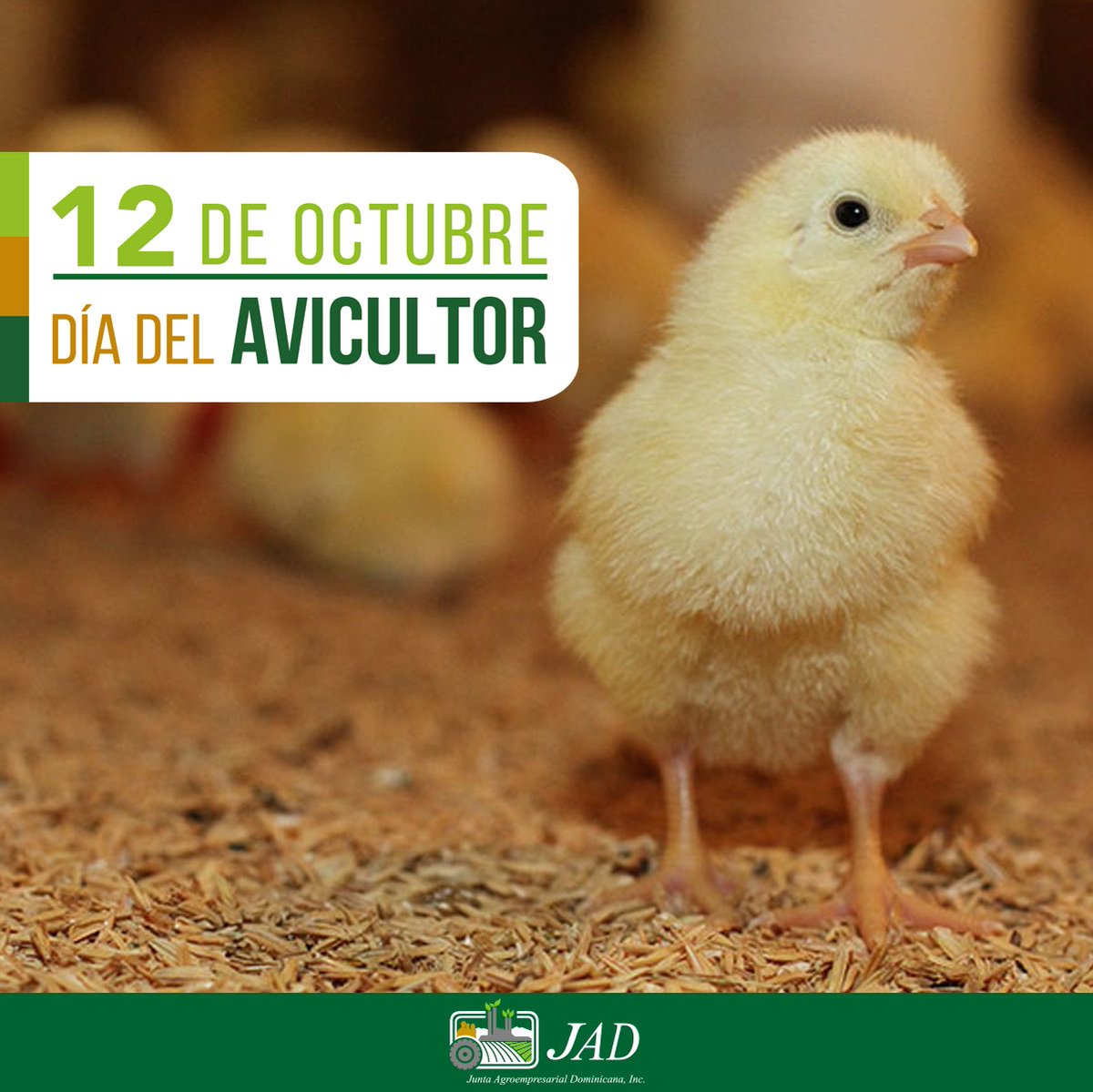 jad_agroempresa's tweet photo. Hoy es el #DíaDelAvicultor, este rubro de gran importancia en la alimentación del pueblo dominicano, una de las principales fuentes de proteínas son el pollo y los huevos.

#JADFelicita a todos nuestros socios avicultores y reconocemos sus grandes aportes al sector agropecuario. https://t.co/953g3UpEbg