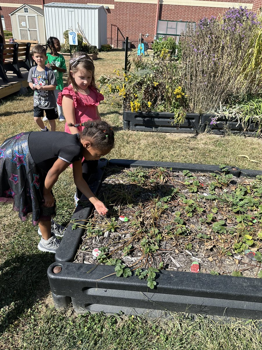 scbolin's tweet photo. When you have an amazing school garden, you can take a spontaneous visit and then use the produce you picked for math story problems. #realworldlearning #beautifulfallday @KBElementary https://t.co/CTpJELwD9F