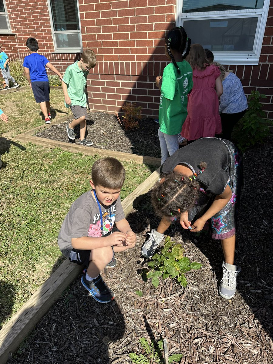 scbolin's tweet photo. When you have an amazing school garden, you can take a spontaneous visit and then use the produce you picked for math story problems. #realworldlearning #beautifulfallday @KBElementary https://t.co/CTpJELwD9F