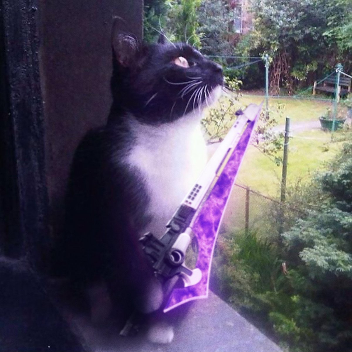 Pijinnn_'s tweet photo. My old cat Sookie about to zoom.

Credit to @oddmb_ for the commission edit (commission him or else) https://t.co/fZwVtHuYLa