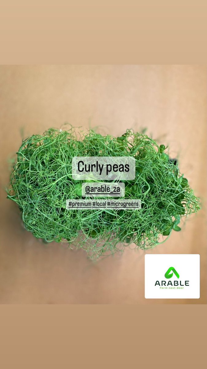 Curliest peas yet. #premium #microgreens #arableZA