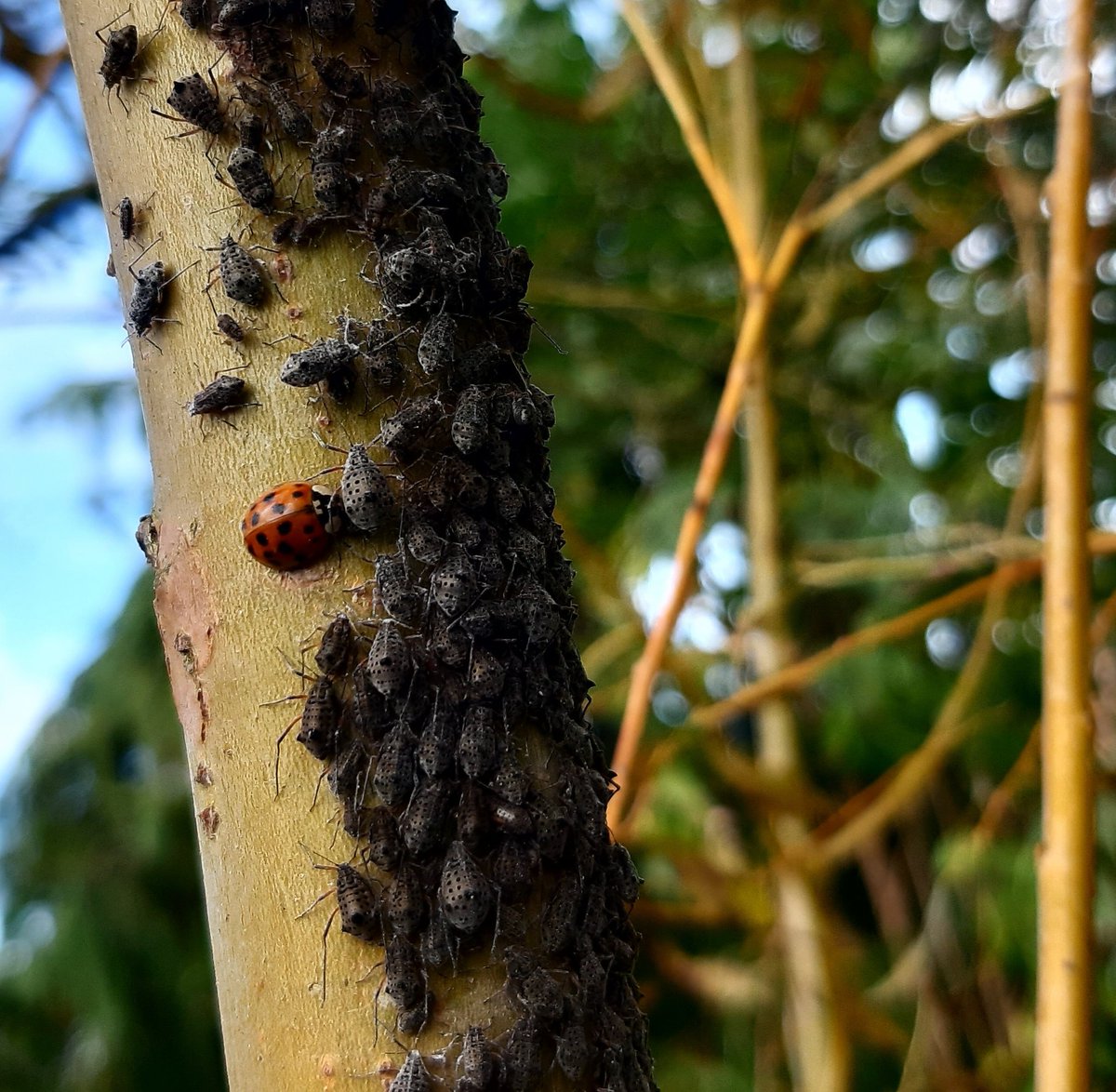 Meer dan genoeg te eten!  #wilgentakluis