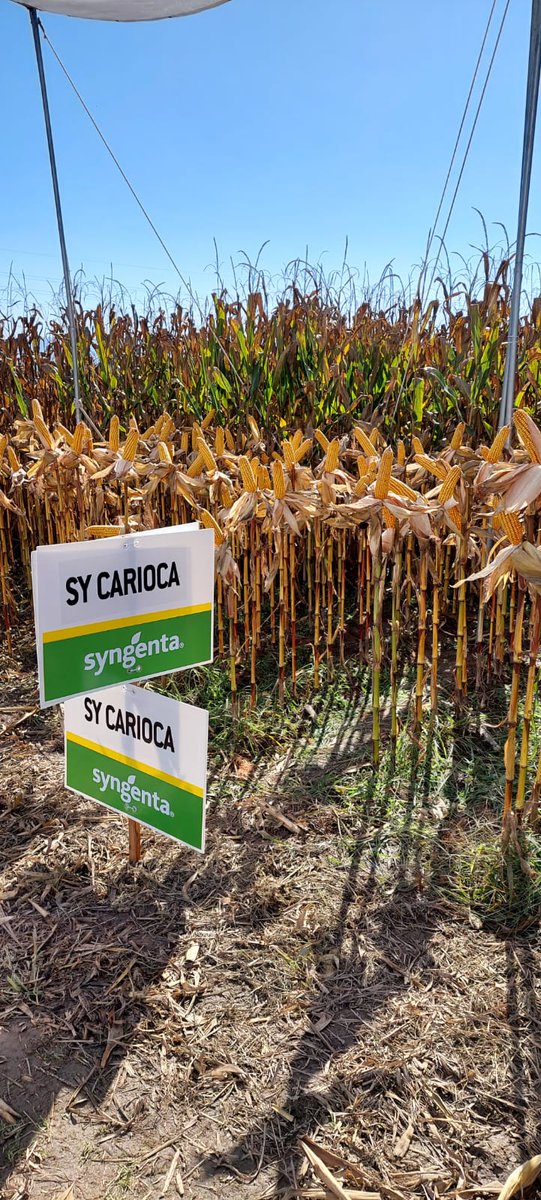 syngentaPT's tweet photo. Hoje participamos na 1ª Expo Agribar - Feira de Campo do Norte, na Cooperativa Agrícola de Barcelos.
👀🌽Venha ver o nosso campo demonstrativo com o #milho SY Carioca, limpo de infestantes com o herbicida #Camix, e conheça o #Heliosec, sistema de tratamento de restos de caldas. https://t.co/S6AhaOi6cO