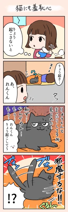 「猫にも羞恥心」
甘えん坊将軍はりょう君にも甘えます🤭

れん君とりんちゃんの中ではあるあるの光景で、とにかくりんちゃんには見られるのが嫌らしいです😂
#漫画がよめるハッシュタグ 
#漫画
#4コマ漫画
#猫
#家族 
