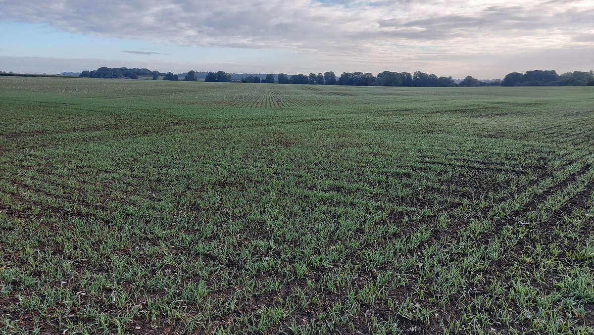 BourgaultVos's tweet photo. Catching up with @DiliberoJoe
this morning, some great looking results with the @TillageTools 6" VOS on an 8m @HORSCHUK Spinter 😍.
New 6" paired row available from @BTTUK_Tillage . https://t.co/ZevrrB5478