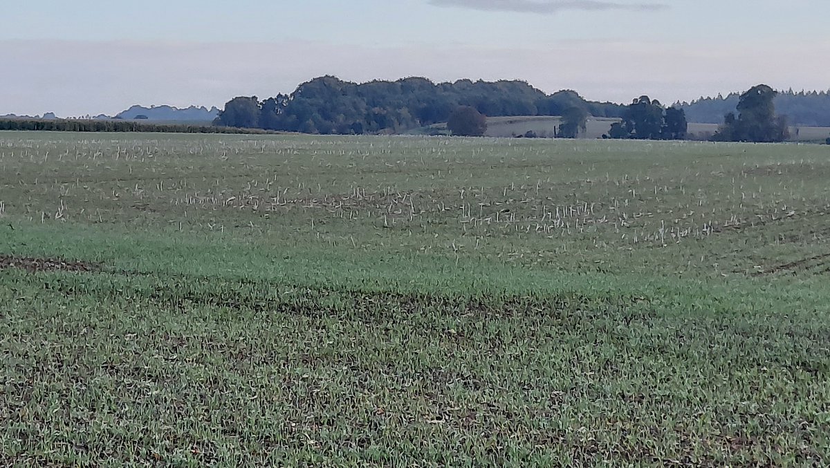 BourgaultVos's tweet photo. Catching up with @DiliberoJoe
this morning, some great looking results with the @TillageTools 6" VOS on an 8m @HORSCHUK Spinter 😍.
New 6" paired row available from @BTTUK_Tillage . https://t.co/ZevrrB5478