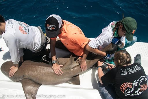 sea_saved's tweet photo. Why Do Opportunistic Shark Taggers Need "A Clipping" of Shark Fin if the Drill Bit Produces Material Lost for Bolt Holes and Nuts Securing Worthless Shark Tags On?
Never Ending Studies to Know-Where Sustainably Funded by #DoughNations & #SellingConservation https://t.co/TZNBGrkjWw