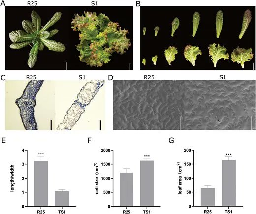 JXBot's tweet photo. Up-regulation of LsKN1 promotes #cytokinin and suppresses #gibberellin biosynthesis to generate wavy leaves in #lettuce https://t.co/TYwxvRb7lb https://t.co/fLKzvJSqm5