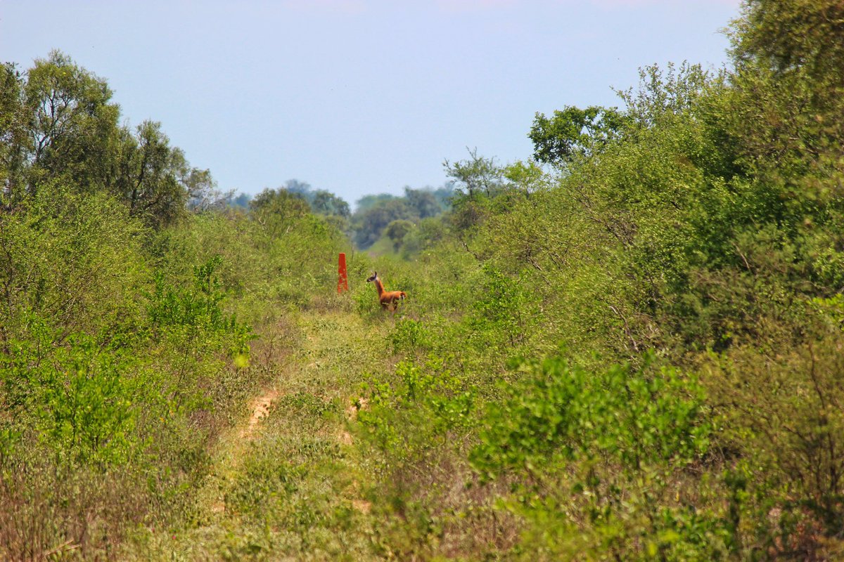 asio_stygius10's tweet photo. El guanaco es la única especie de camélido en el Paraguay; su rango de distribución incluye el extremo Nord-Oeste del Chaco paraguayo. Muchos km entre ir y volver sin ningún registro😭😭 pero así es el chaco paraguayo, hasta que llego el momento 😭💚🦙#medanosdelchaco https://t.co/mwIZHO7Q1H