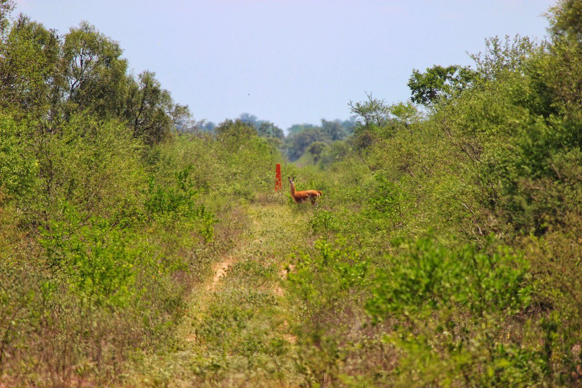 asio_stygius10's tweet photo. El guanaco es la única especie de camélido en el Paraguay; su rango de distribución incluye el extremo Nord-Oeste del Chaco paraguayo. Muchos km entre ir y volver sin ningún registro😭😭 pero así es el chaco paraguayo, hasta que llego el momento 😭💚🦙#medanosdelchaco https://t.co/mwIZHO7Q1H