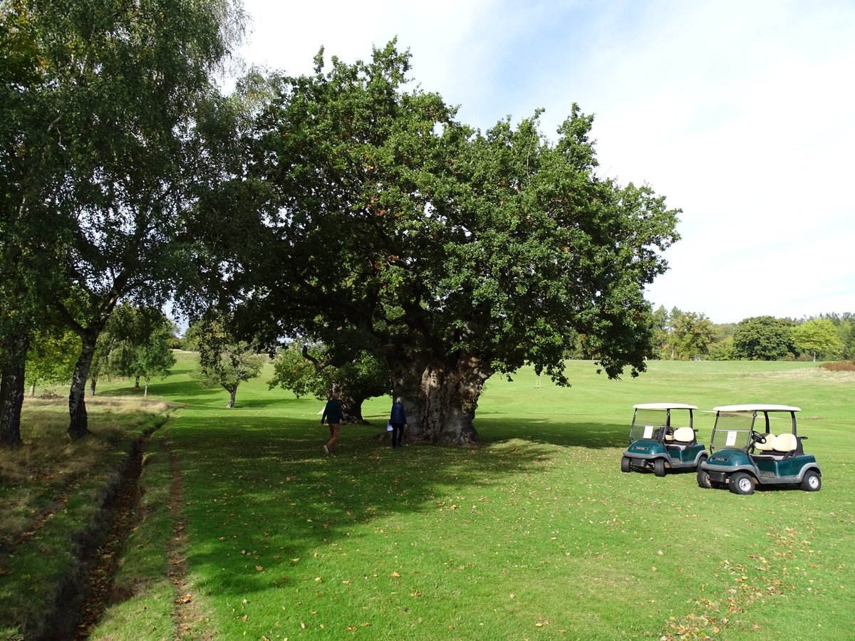 Who's voting for the @WoodlandTrust tree of the year? Erm, there's a golf course oak in there <a href="/TheRollsGC/">The Rolls Golf Club</a>  btw 😀👍🌳woodlandtrust.org.uk/trees-woods-an…