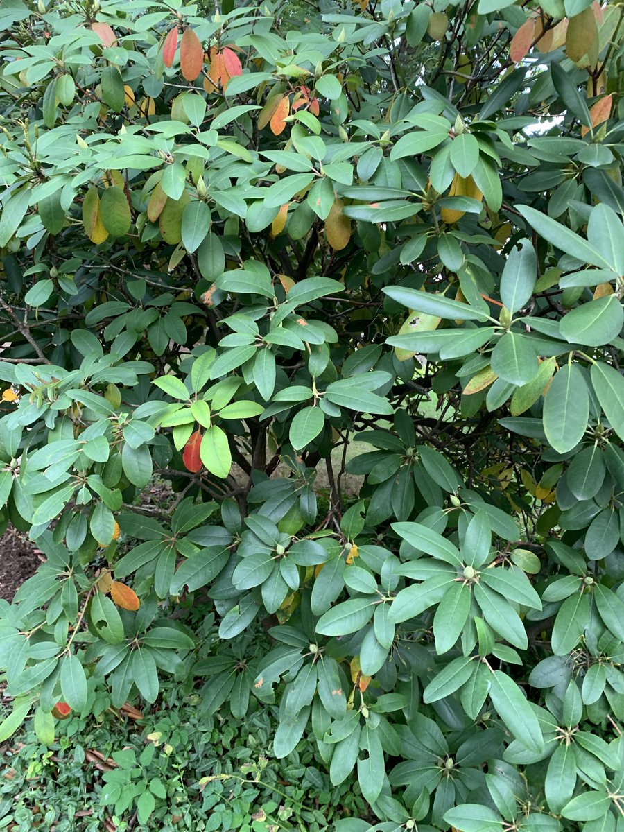 Val LaMore tweet media