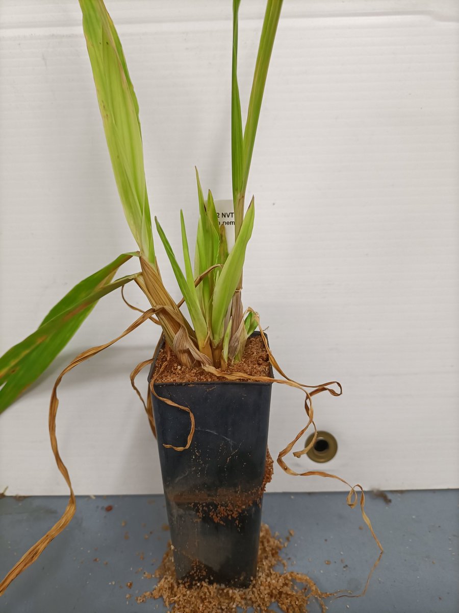 klinsell's tweet photo. Check out some nice stem nematode symptoms in our NVT trials. @GRDCSouth @SA_PIRSA https://t.co/SMnmGmc6Ne