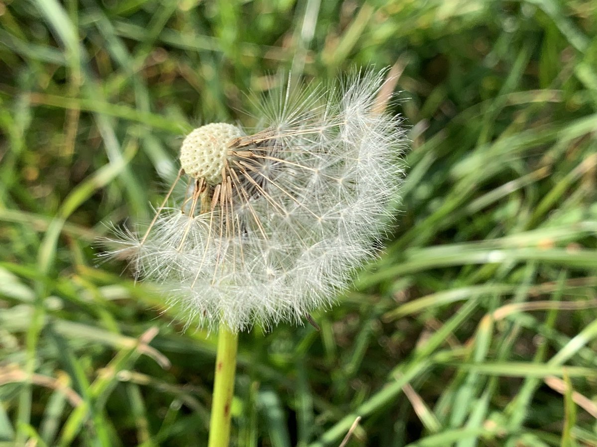 DelepChimney's tweet photo. Carr Vale Scrapes #walk this morning offering up #plantain #dandelions shaggy #inkcaps #fungi plus berries of #hawthorn and more #365DaysWild #StayWild #Nature #iPhone #Photography https://t.co/NXMQduKG0b