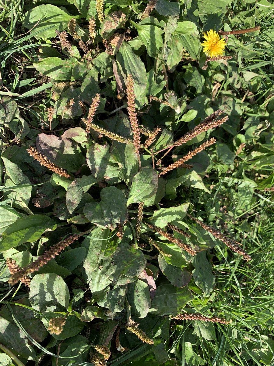 DelepChimney's tweet photo. Carr Vale Scrapes #walk this morning offering up #plantain #dandelions shaggy #inkcaps #fungi plus berries of #hawthorn and more #365DaysWild #StayWild #Nature #iPhone #Photography https://t.co/NXMQduKG0b