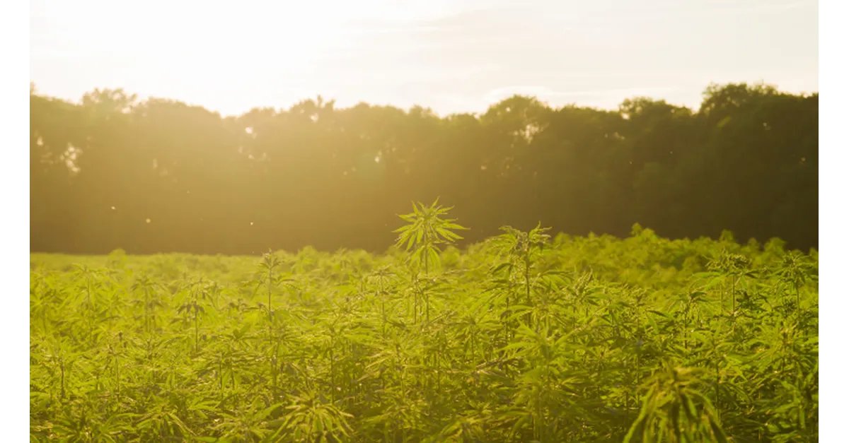 Vote Hemp tweet media