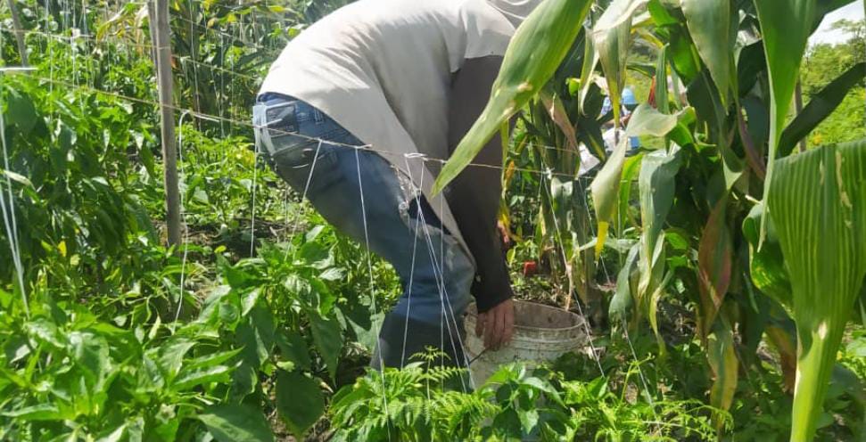 Seguimos avanzado, a través del @MinagrourbanaV y la Gobernación del Táchira, desarrollaron 46 inspecciones en los patios productivos CLAP para la dotación de insumos de semillas y herramientas. 
 #ClapTachiraProductivo 

<a href="/Gob_Tachira/">Gobernación del estado Táchira</a>
<a href="/FreddyBernal/">Freddy Bernal</a>
<a href="/BermudezJoseA/">Bermúdez José</a>
@Tachira_Clap