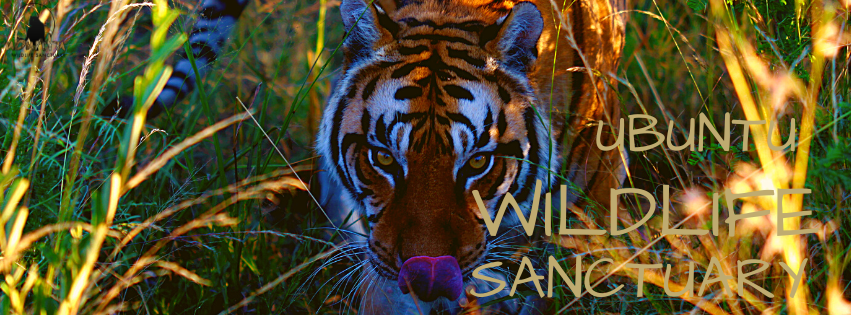 Ubuntu Wildlife Sanctuary tweet media