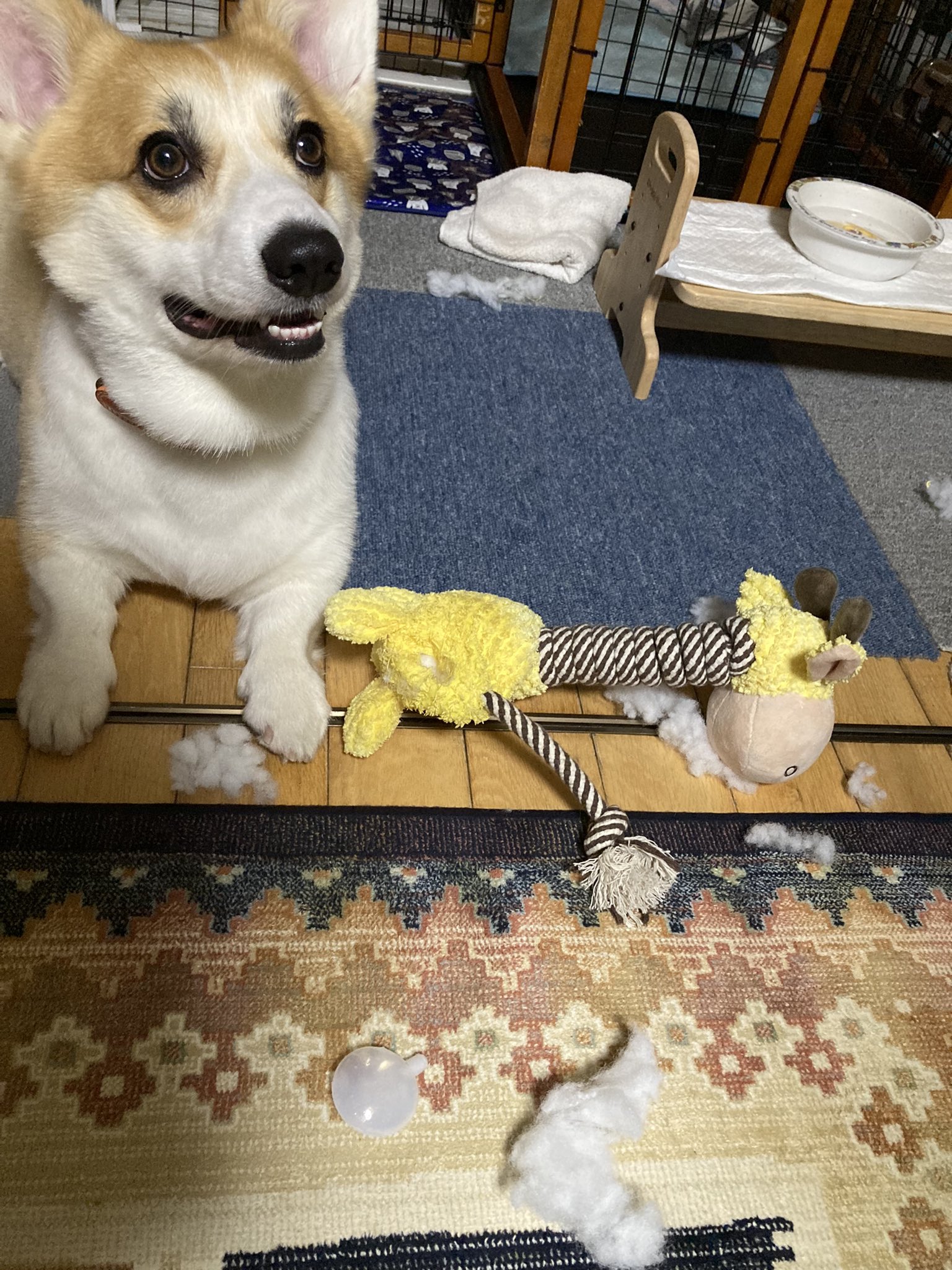 変な犬 Twitter Search Twitter