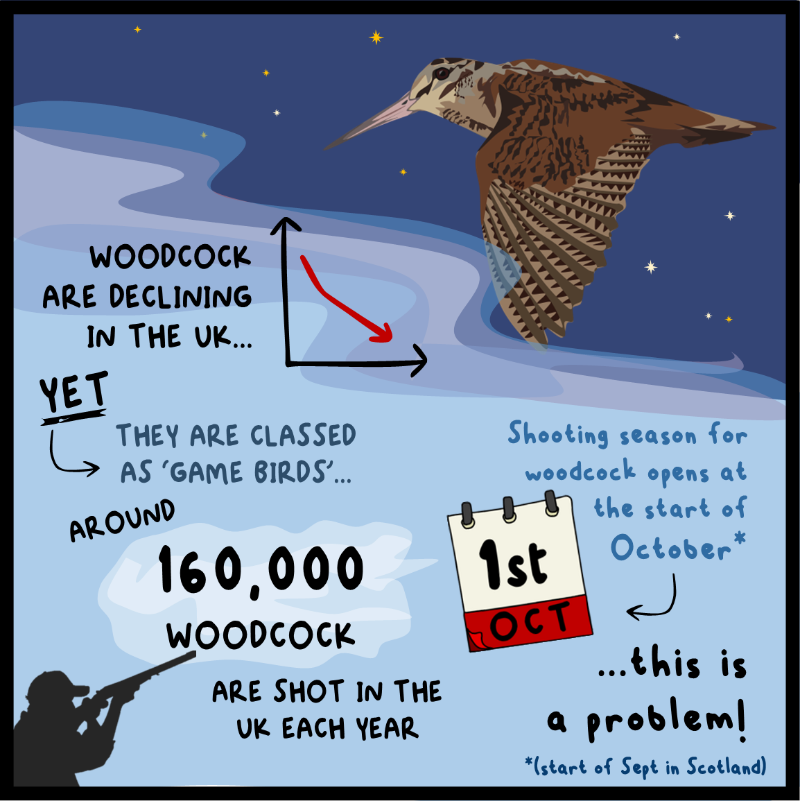 ChrisGPackham's tweet photo. Woodcock up &amp; down the country can now be shot , despite being a red-listed bird in decline . We at Wild Justice want to change that .

Please sign now . If you've already signed - tag someone else who might sign or share !