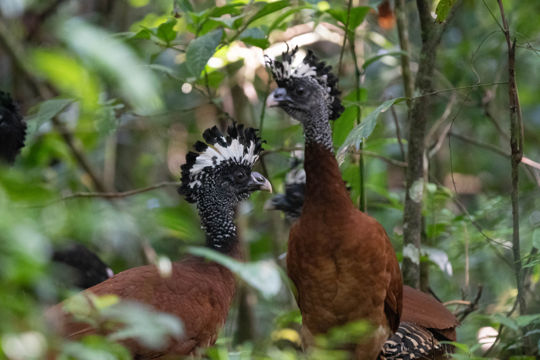 CocoboloNature's tweet photo. Three female Great Curassow in Cocobolo Nature Reserves understory. 
#animals #wildlife #wildlifephotography  #rainforest #conservation #conservationcharity #cocobolo #cocobolonature #birds #ornithology  #birdwatching #cocobolonaturereserve #panama #thetropics #tropicalbiology #b https://t.co/Wr7epKO9K7