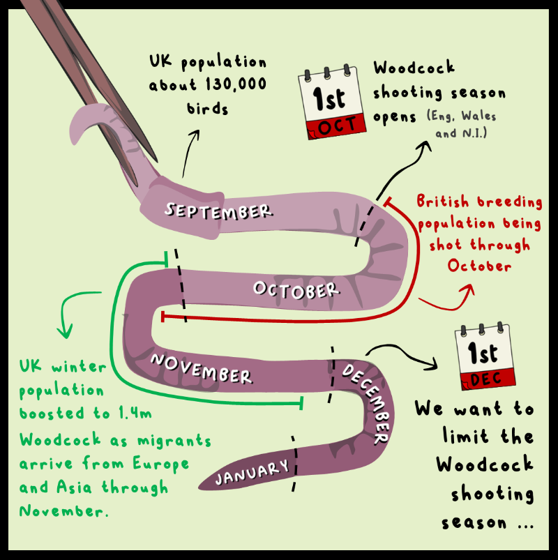 ChrisGPackham's tweet photo. Woodcock up &amp; down the country can now be shot , despite being a red-listed bird in decline . We at Wild Justice want to change that .

Please sign now . If you've already signed - tag someone else who might sign or share !