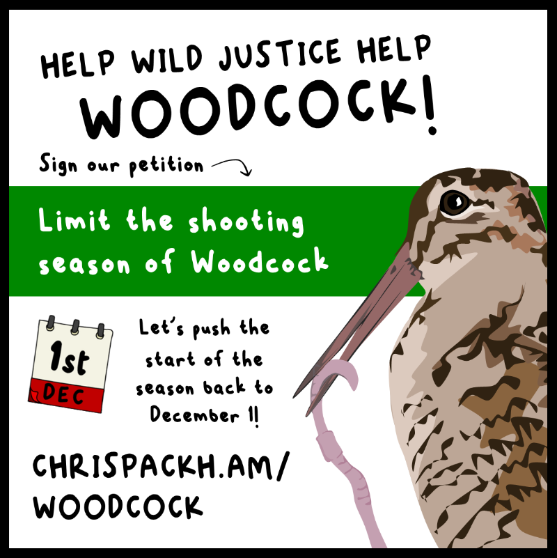 ChrisGPackham's tweet photo. Woodcock up &amp; down the country can now be shot , despite being a red-listed bird in decline . We at Wild Justice want to change that .

Please sign now . If you've already signed - tag someone else who might sign or share !