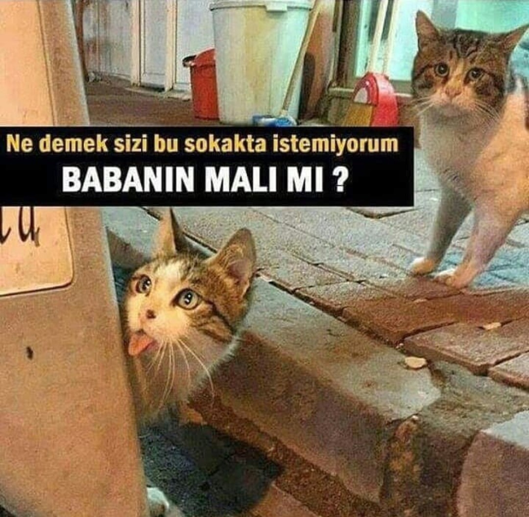 Borçka Belediyesi tweet media