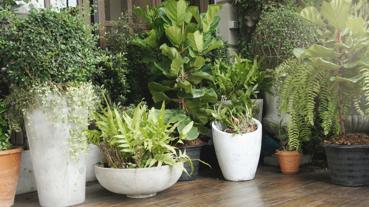 Struggling with a small garden space? #containergardening could be the one for you!🍃 Add dimensions of colours, style, and texture with potted shrubs &amp; #topiary🌲 
#pottedgarden #exteriordesign #wednesdaywisdom #getplanting #toptips