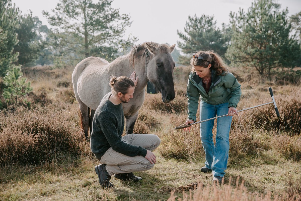 Day in the field with the cutest field assistant 😄. This nosy lady is part of a precision grazing and soil carbon experiment in #LandschapDeLiereman, ft. animal science experts Ben Aernouts. ⁦<a href="/KU_Leuven/">KU Leuven</a>⁩ CampusGeel ⁦⁦<a href="/MijnNatuurpunt/">Natuurpunt</a>⁩ ⁦⁩ ⁦<a href="/svenvangestel/">sven van gestel</a>⁩