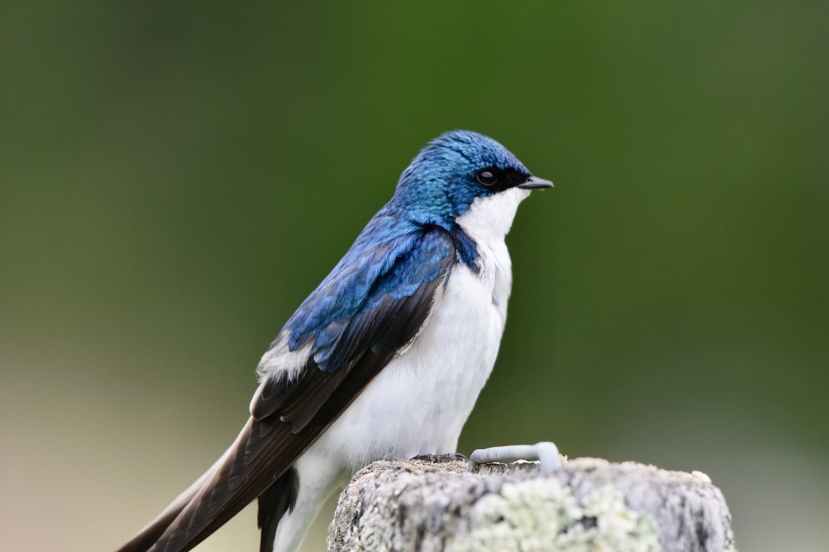 CTAudubon's tweet photo. Here's what 8 great birders can do when they spend 15 hours birding from one spot at Milford Point: 103 species (14 of them shorebirds), 4233 individual birds. Sora, Dickcissel, Lapland Longspur. 681 Tree Swallows! Last Sunday during the #BigSit. Amazing https://t.co/csqIXFEMjO https://t.co/Su6qu9ndIB