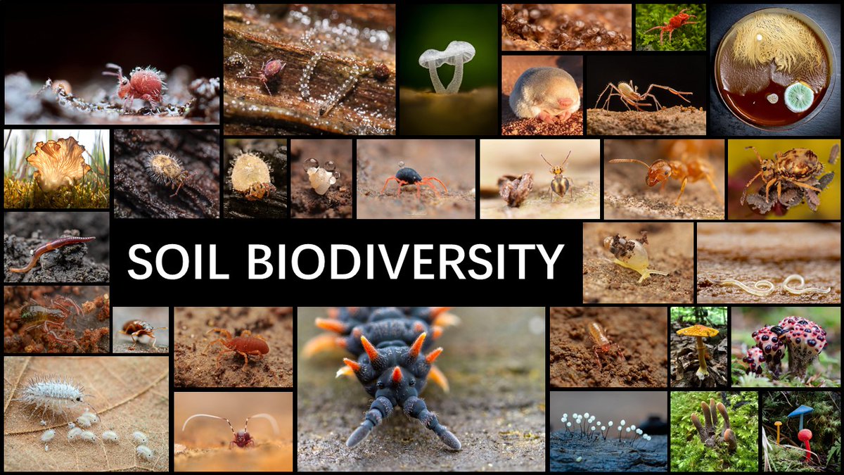 #SoilBiodiversity comes in multiple flavours and requires adequate #natureConservation strategies. Look at all the aliens that live at the tip of your toes. pics:@FrankAshwood @mesofauna @visiontorres2 @InvertoPhiles @kokemosskobo @cfe_mycolab @100legs_NP and others