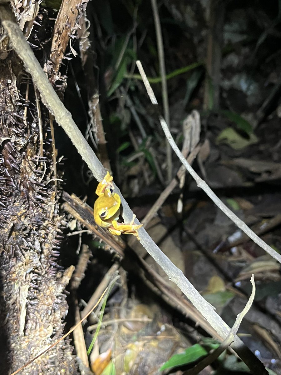 Brazil #japi #amphibia