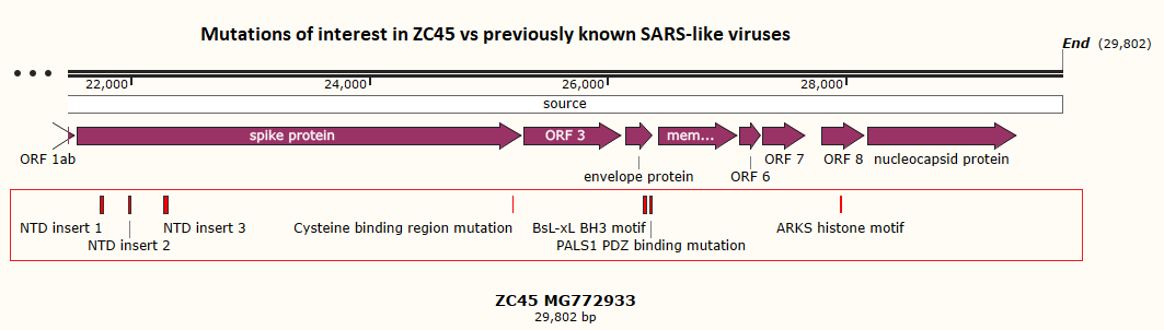 breakfast_dogs's tweet photo. Prior to the pandemic ZC45 didn't receive much attention, perhaps because key mutations in the RBD indicating human infectivity weren't present. But elsewhere in the genome there are unique and potentially dangerous mutations, based on known mechanisms of pathogenicity in SARS1. https://t.co/oItwwWLQV8