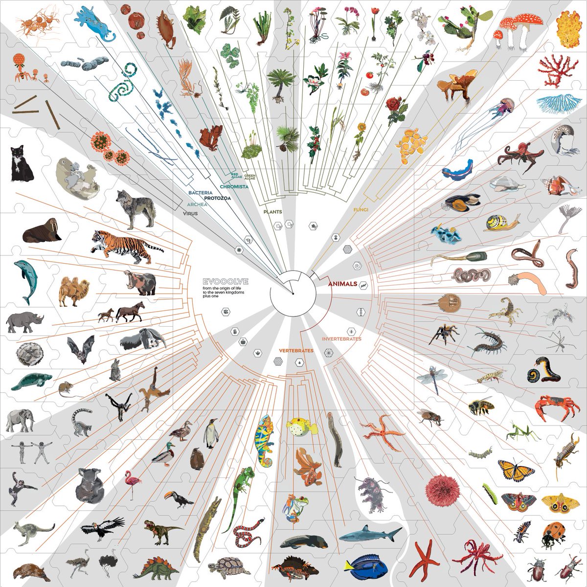 evooolvescience's tweet photo. #PortfolioDay ...late 127 illustrations in one image! it's the tree of life!  #sciart #biology #evooolve #boardgames #biology #kickstartercampaign https://t.co/ccSeimNGuk