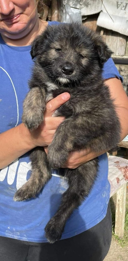 Soul Mutts Dog Rescue on Twitter "We thought we'd share WILL when he