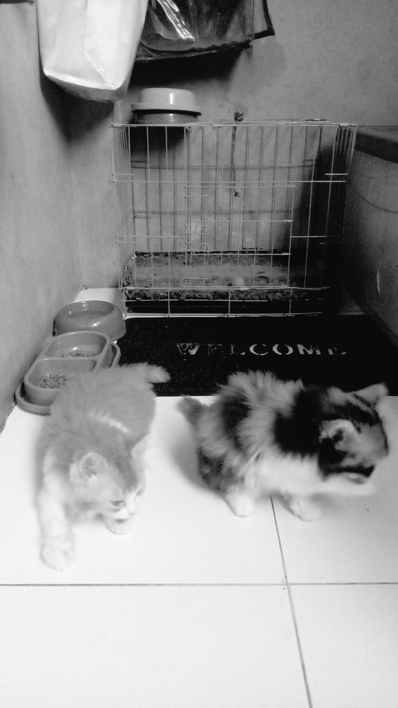 DXXVN_'s tweet photo. leo sama luna tumben akur https://t.co/SqTSS0hkGY