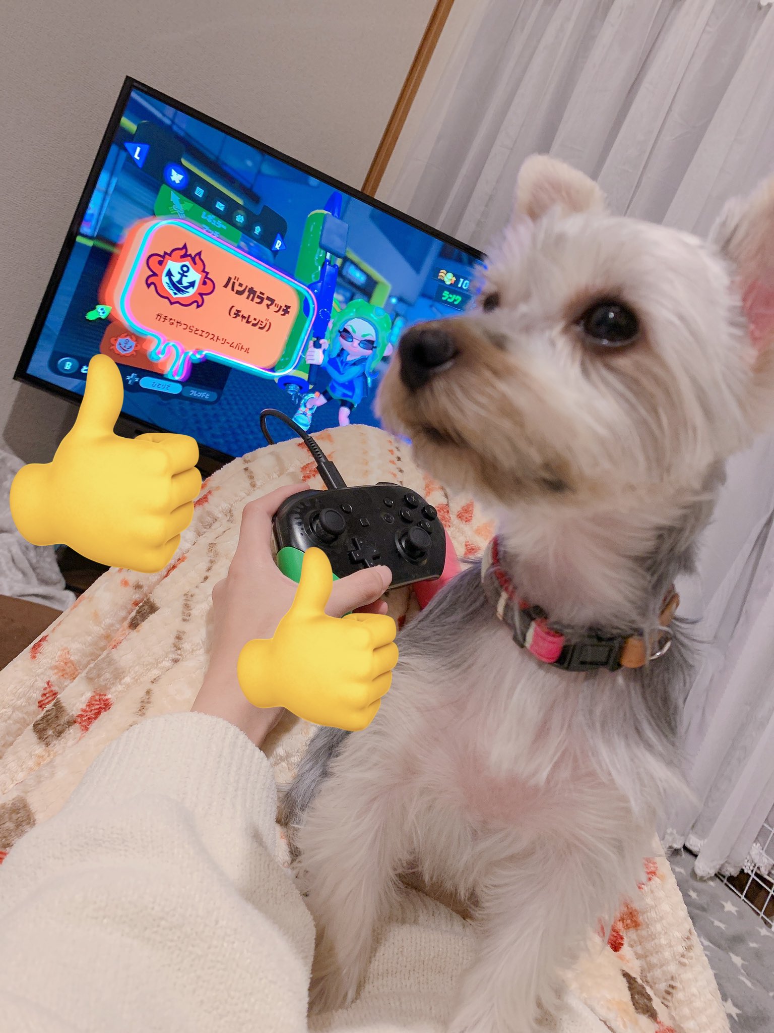 ゆたんぽ Al Twitter Takanari528 切りたてほやほや Twitter