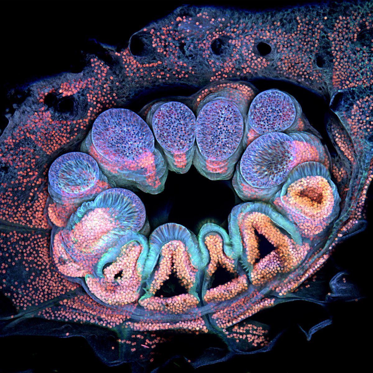 NikonSmallWorld's tweet image. Did you catch this winning entry of the 2022 #NikonSmallWorld competition? This colorful entry by Brett M. Lewis exhibits autofluorescence of a single coral polyp.

bit.ly/3g3tLAz

Photo Cred: Brett M. Lewis