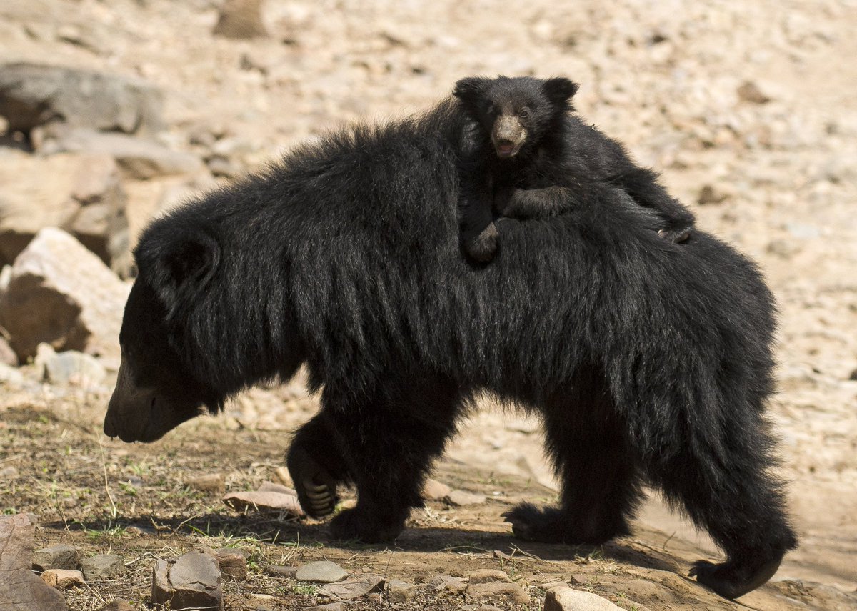 kaushalgpatel4's tweet image. World sloth bear day🐻