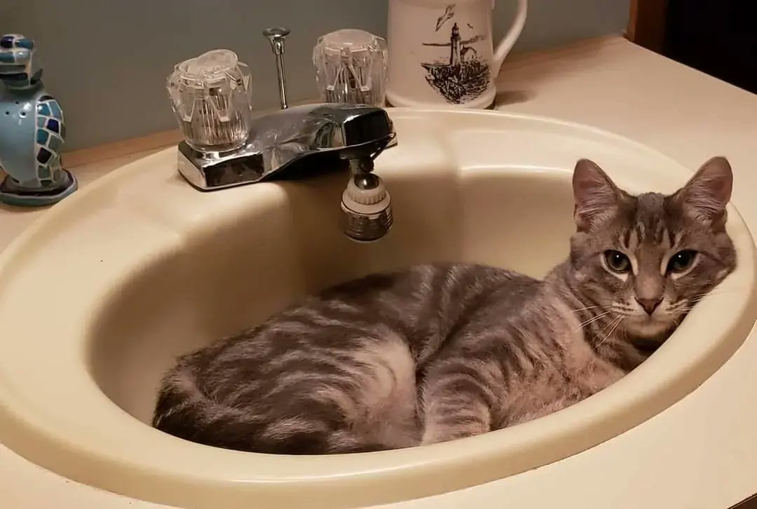theclowderlady's tweet photo. 2 years ago vs today.  My sweet little knucklehead Frank still loves the bathroom sink.  😻😹 https://t.co/rd91v6Py1G