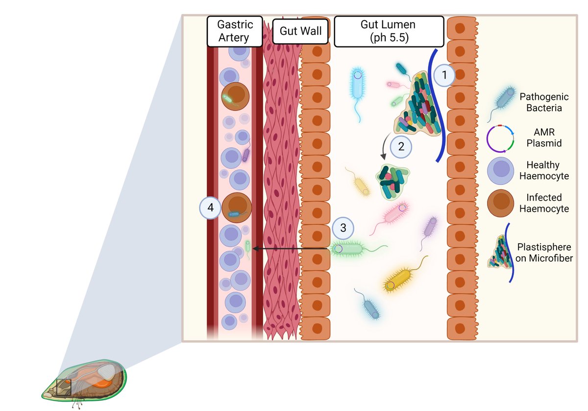 New paper out this week! We reviewed the potential mechanisms of #pathogen attachment and dispersal from #plastic surfaces within a changing oceanic system. #ETLS

doi.org/10.1042/ETLS20…

@ExeterMarine <a href="/CefasGovUK/">Cefas</a> <a href="/AXA_XL/">AXA XL</a>