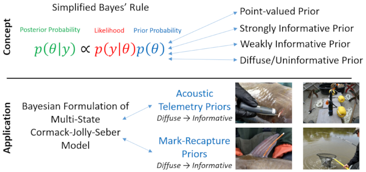 Telemetry &amp; mark–recapture provide movement information, but each approach comes with tradeoffs, &amp; could produce conflicting understandings of fish movement patterns. @henry_h_hansen <a href="/EvaEnders/">Eva Enders</a> outline an approach that combines the 2 methods effectively. buff.ly/3ViDsLM