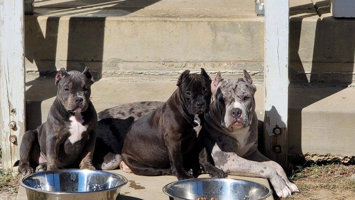 THE BULLY KONNECT LLC (@ohiotbk) on Twitter photo 