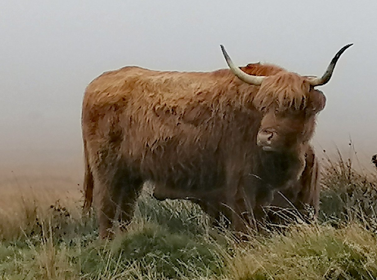 This beauty stopped me in my tracks appearing in the mist on the hills above Garnswllt this morning. What an amazing animal #Wales