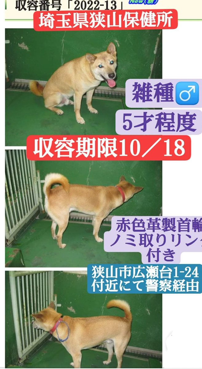 タグ 雑種 の注目ツイート メガとんトラック
