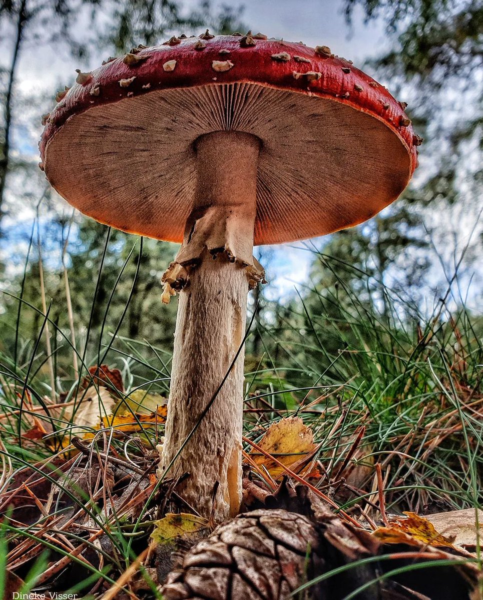 nature_gopi's tweet photo. Mushroom umbrella #hd_photo https://t.co/hB5NMoWhva