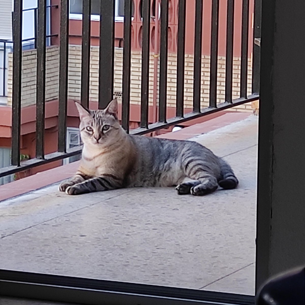Raquel_197's tweet photo. Buenas, se ha perdido mi gata por la zona de cedro en valencia, se llama nala, si alguien la ve por favor que se ponga em contacto conmigo.
#cedro #VALENCIA #GatoPerdido #gato https://t.co/QscOVt9UlM