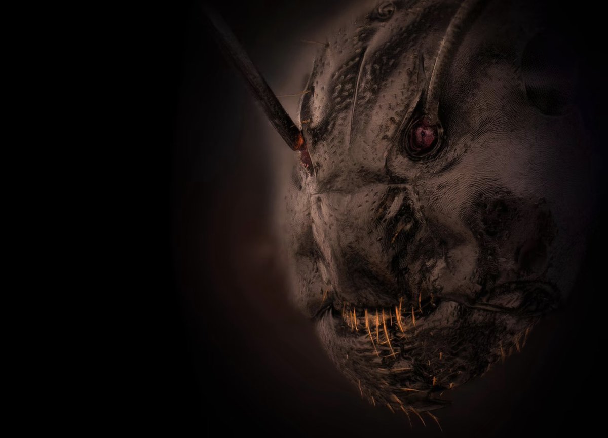 Nee. Dit is geen screenshot uit een of andere horror-film.
Dit is gewoon... een mier.
Gefotografeerd onder een microscoop door Dr. Eugenijus Kavaliauskas uit Litouwen. Een van de foto's van 'Winners of Nikon Small World 2022'